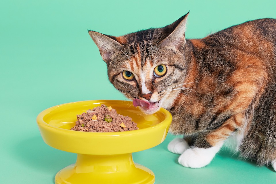 猫の身体特性と食性をとことん研究し、改良を重ねて完成したオリジナルレシピは、肉や魚を中心に、猫にとって重要な栄養素であるタンパク質をたっぷり配合。主食として与えることができる。