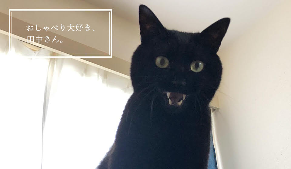 おしゃべり大好き、田中さん。 黒猫