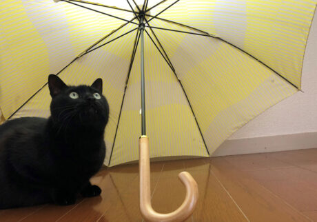 傘の点検、お手伝いいたします。