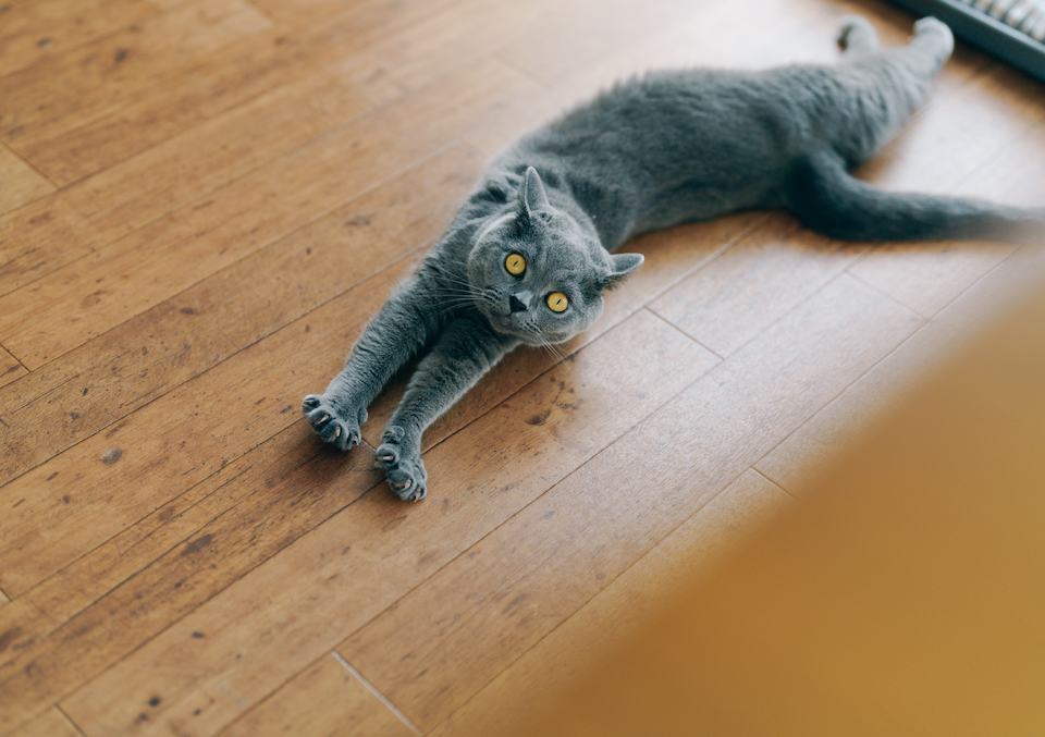 「落ちてる猫」は夏の季語だと誰かが言っていました。床でびよーんと伸びると気持ちいいですよ、あなたもぜひ。