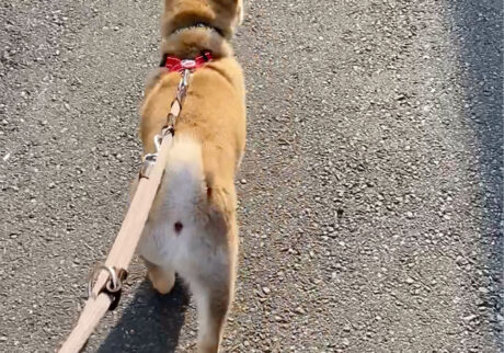 ハルのワンダフルライフ 柴犬 シバイヌ 子犬 散歩練習