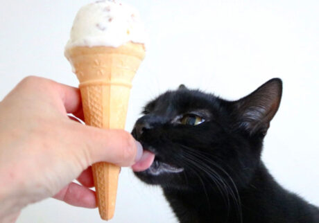 ギネスです。いよいよ夏です。飼い主さんがアイスクリームを食べていたので、僕もぺろぺろしてみました。味はしませんでした。注：飼い主「ギネスが舐めていたのは飼い主の指でした（笑）」