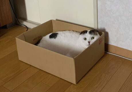 最近の俺の箱事情。もっぱらここで寝てる。小さすぎず、大きすぎず、ちょうどいい！！