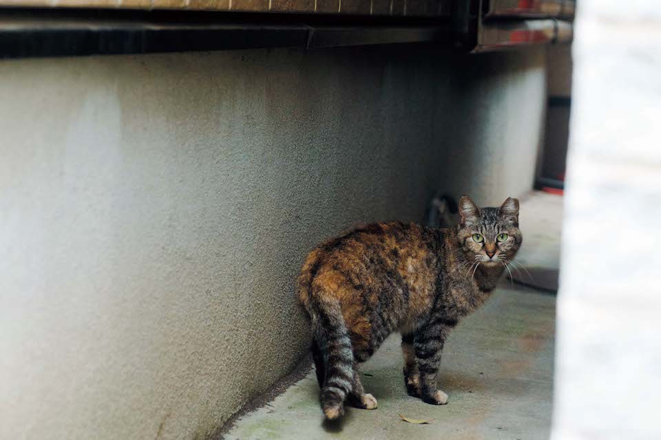 尾道といえば〝猫の町〞でも知られる。