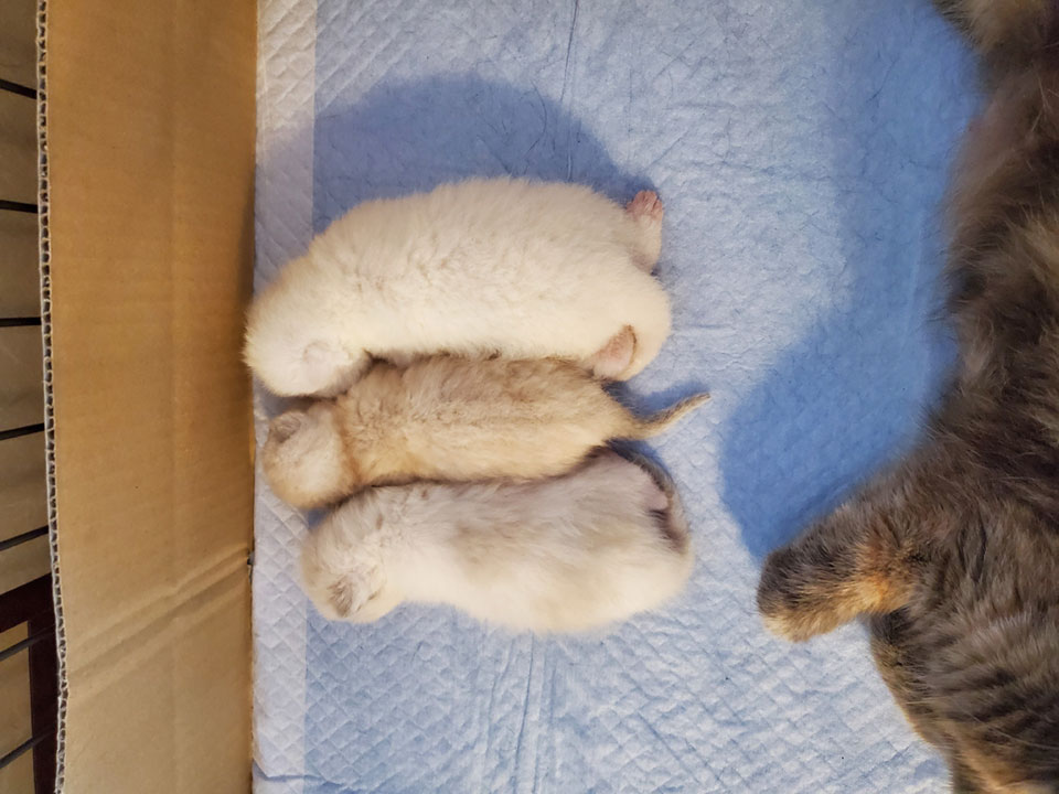 生まれたてのおいら3猫兄弟パート2。