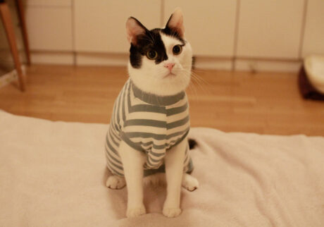 〈LOISIR〉デザイナー・前田敬子による、保護猫・えいたと暮らす日常。