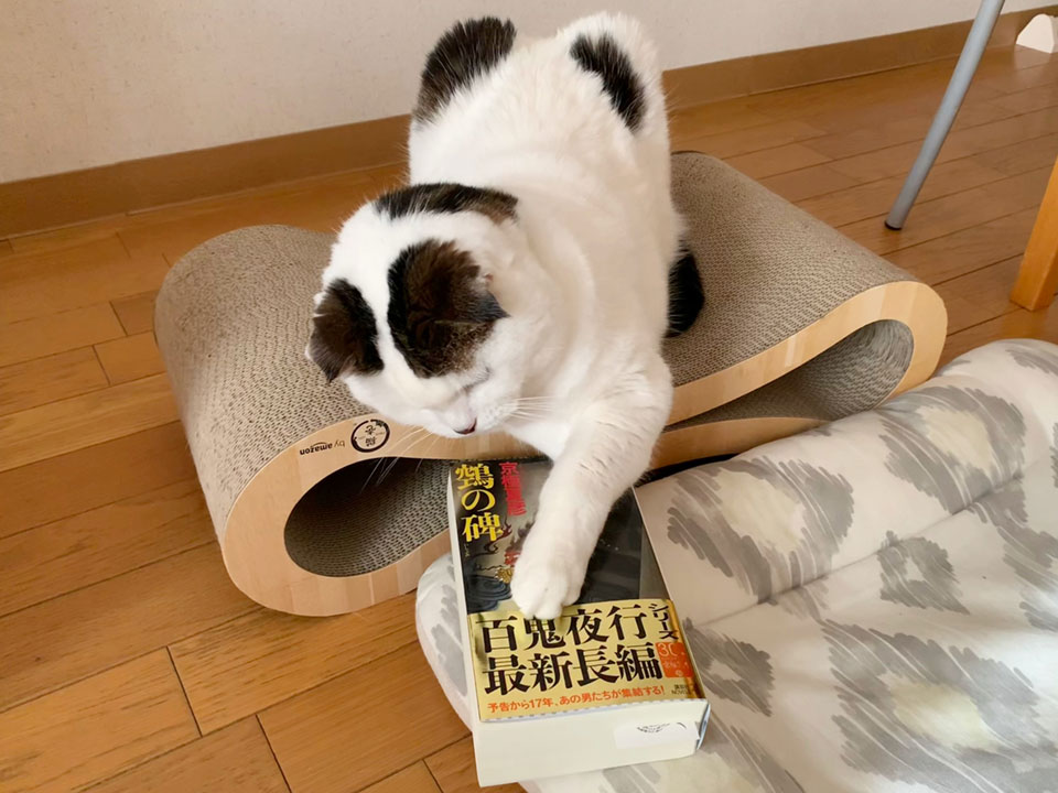 読書の秋やなぁ。飼い主は、京極夏彦さんの新刊を一生懸命に読んでるわ。それにしても分厚い本やなぁ。