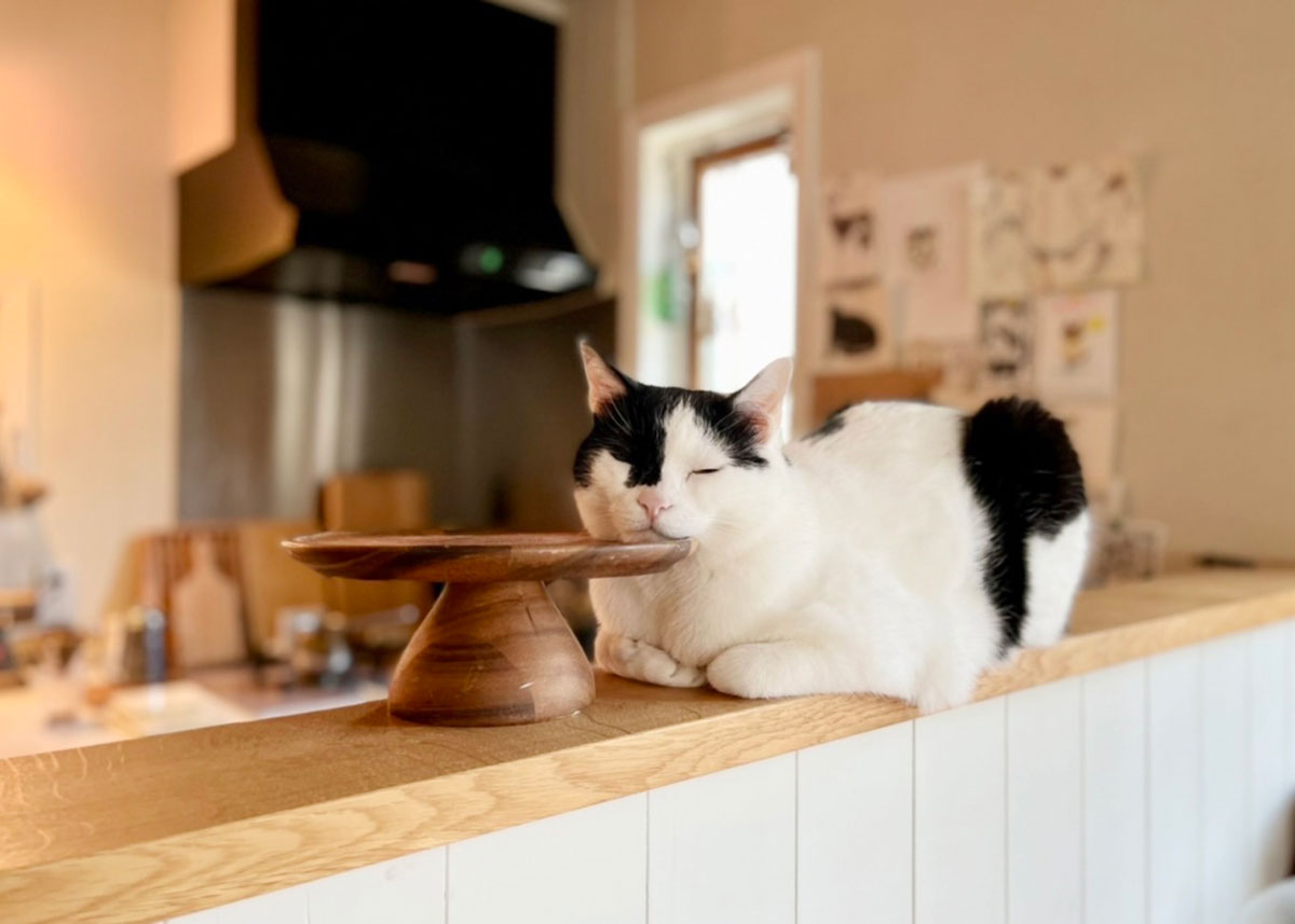 猫 箱 座り