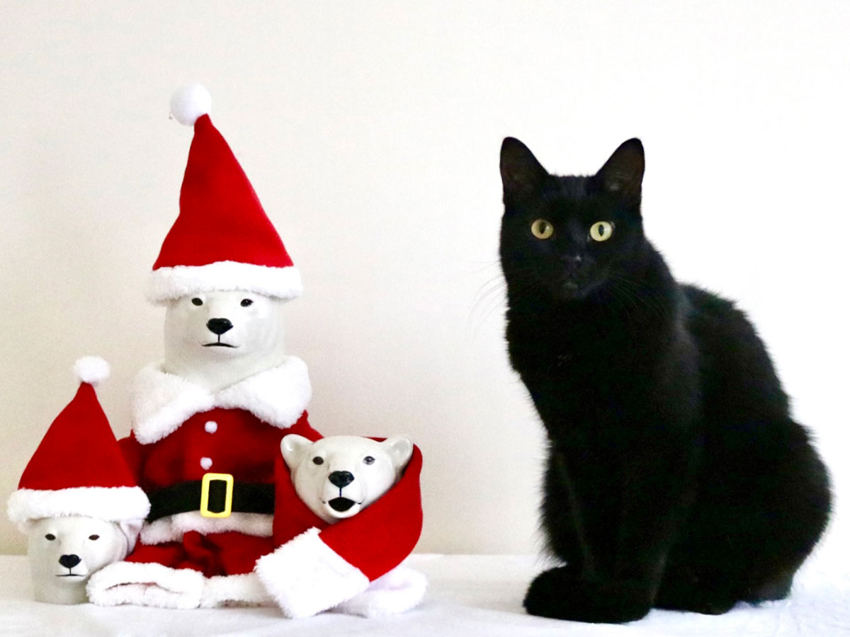 クリスマスのお着替え。【黒猫ギネスと茶トラのピムス。仲良し兄弟の