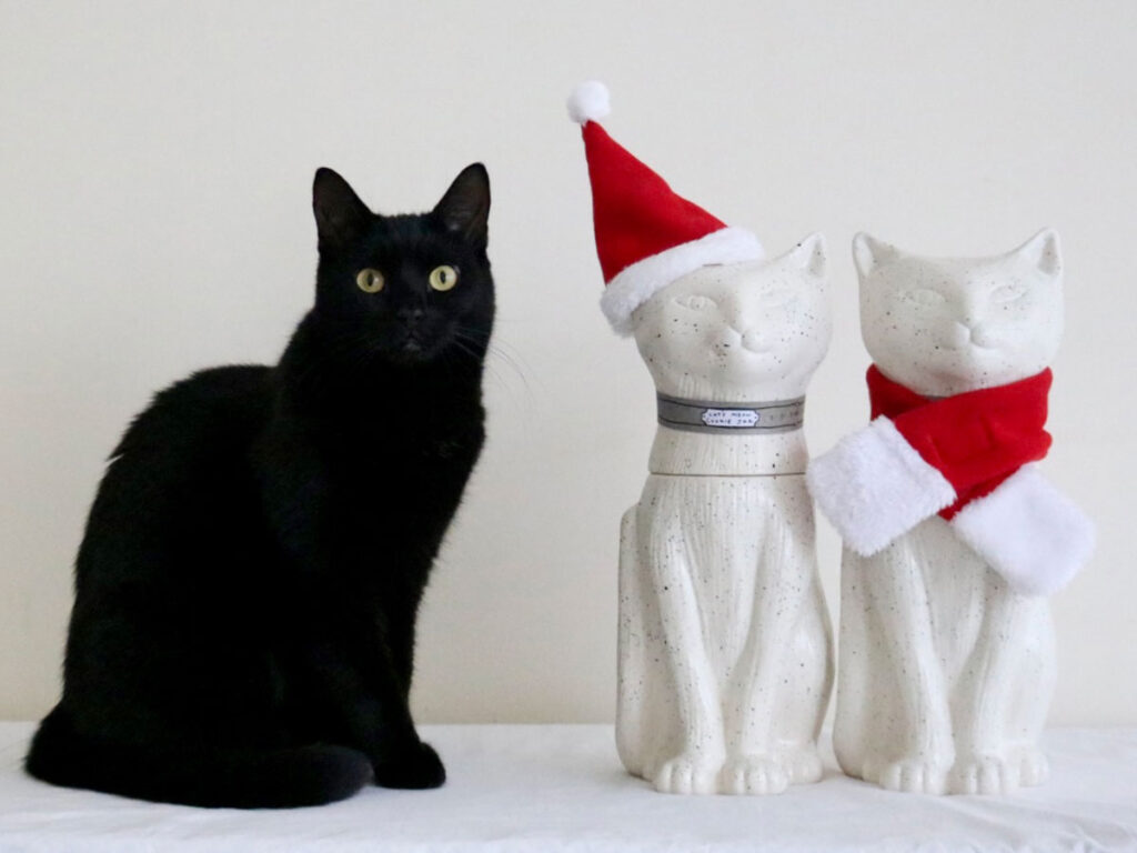 そして、白猫さんたちもすっかりクリスマスモードみたい。ぼくも着替えなくちゃ！