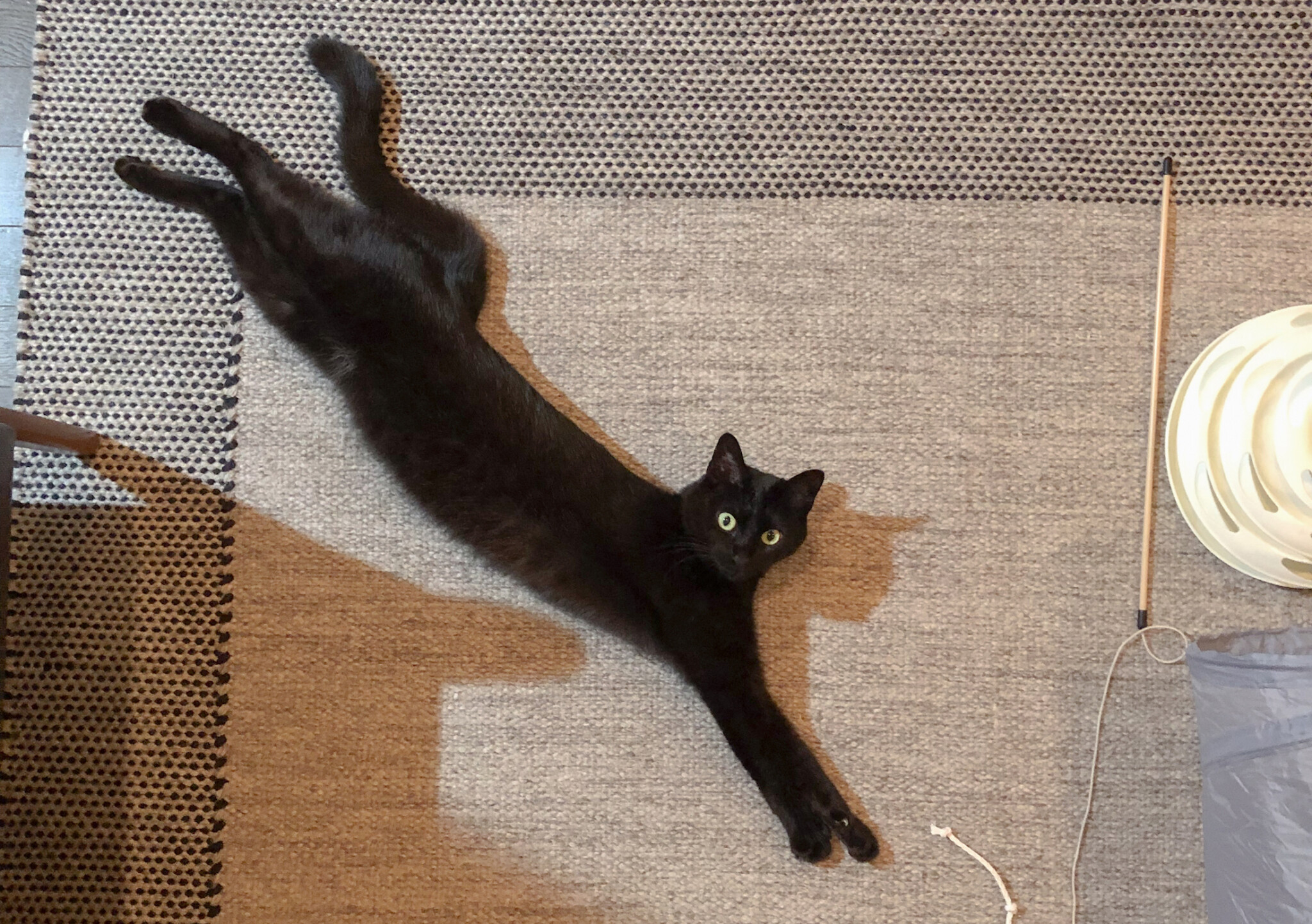 朝ルーティンで今日もごきげん。【黒猫ミモザのごきげん成長記録。vol