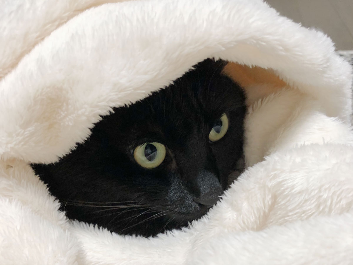 冬は毛布にかぎるよね。【黒猫ミモザのごきげん成長記録。vol.3】 | 黒