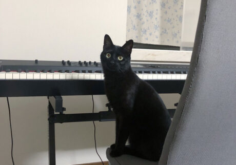 これ、ピアノっていうんだ。あたちも弾けるかな？　レッスン頼んでいい？