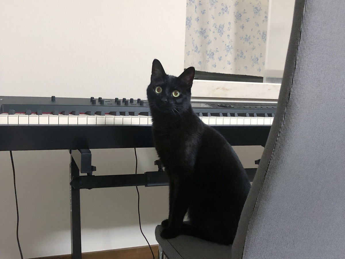 ピアノレッスン、はじめます。【黒猫ミモザのごきげん成長記録。vol.7