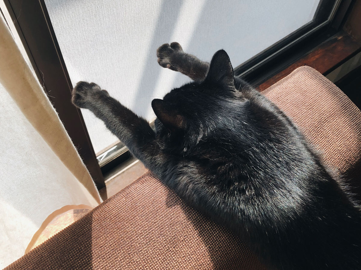 黒猫みんと 1024