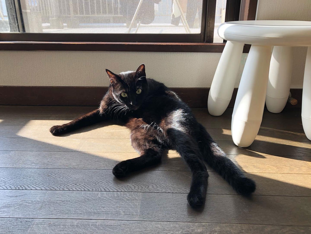 ピカピカを保つ秘訣。【黒猫ミモザのごきげん成長記録。vol.14】 | 黒