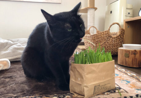 寝起きの猫草は最高〜。まだ起きたてだけどわかる、これは新鮮な猫草。