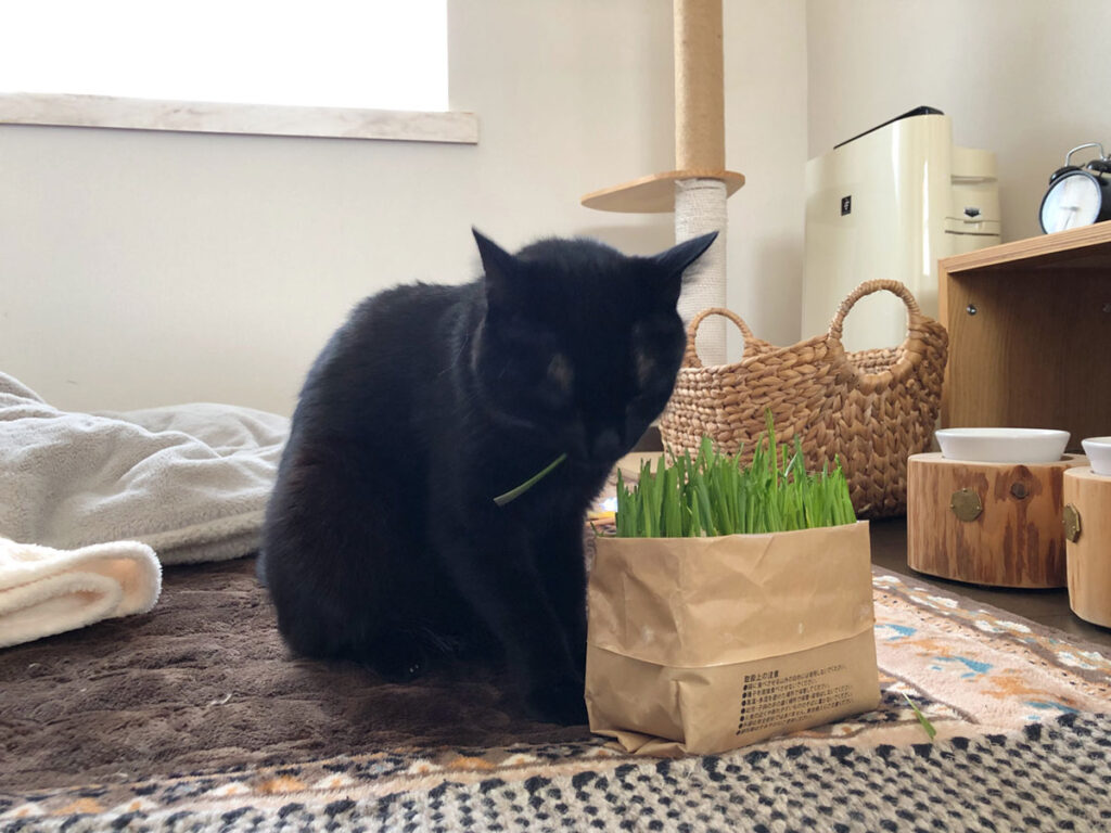 いくらでも食べれちゃう。毎日新鮮な猫草を用意してほしいよ。