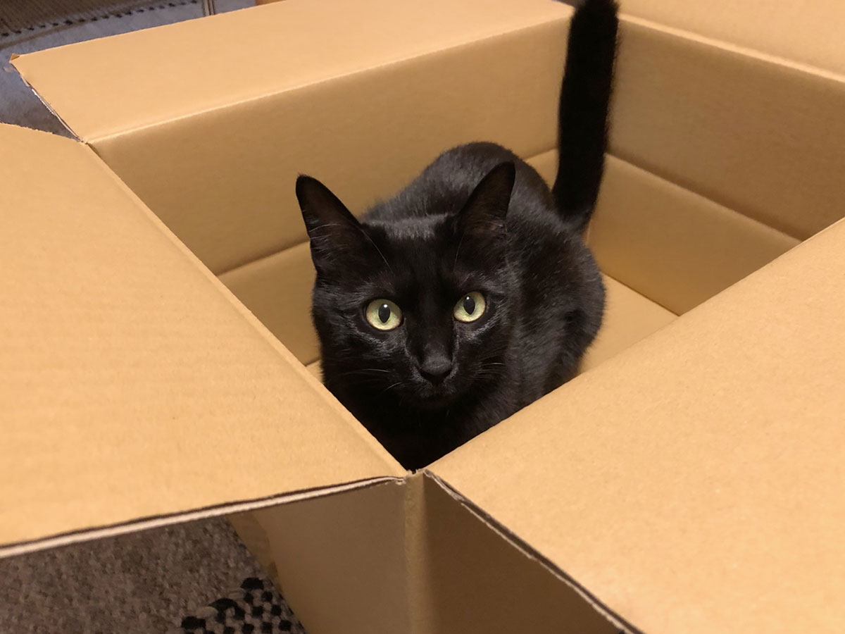 新しいベッドがやって来た。【黒猫ミモザのごきげん成長記録。vol.23