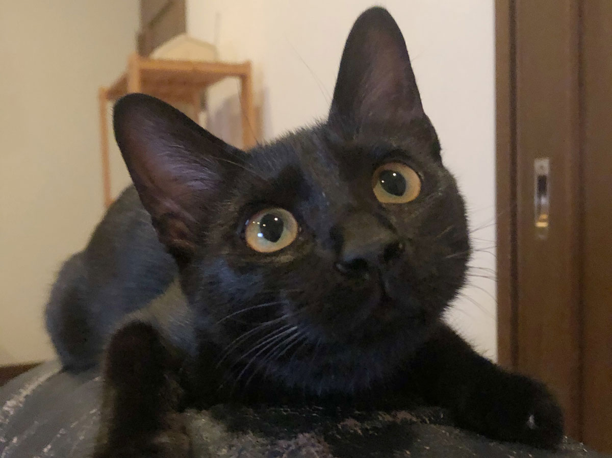 子猫のあたち。【黒猫ミモザのごきげん成長記録。vol.27】 | 黒猫