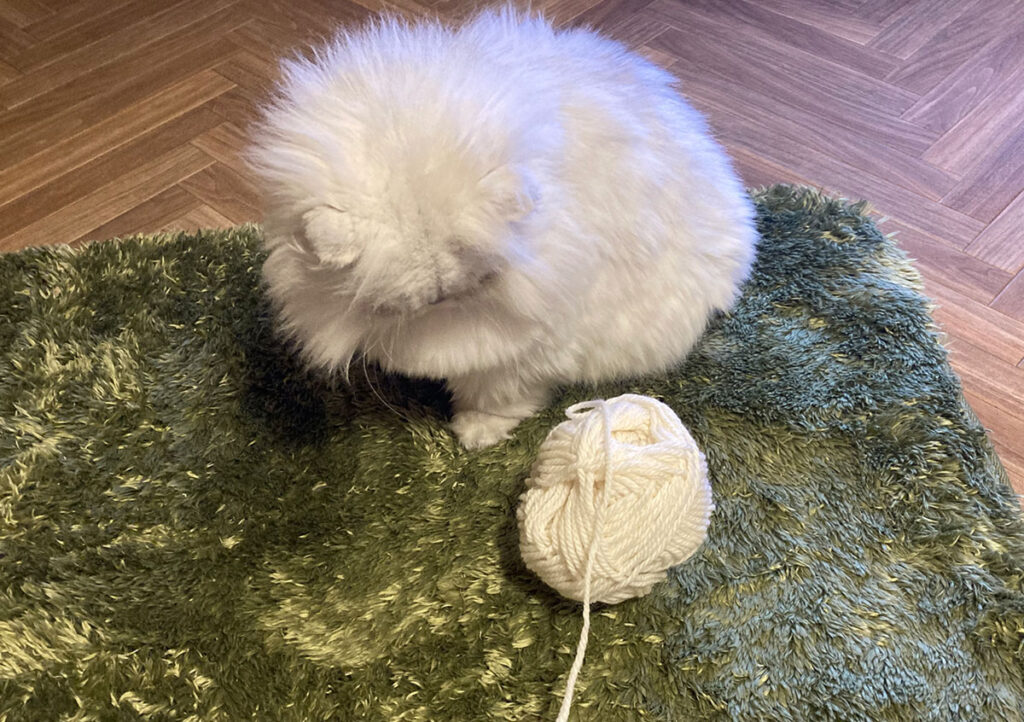 今年も飼い主が編み物をはじめたわ。実は私、毛糸で遊ぶのが大好きなの！