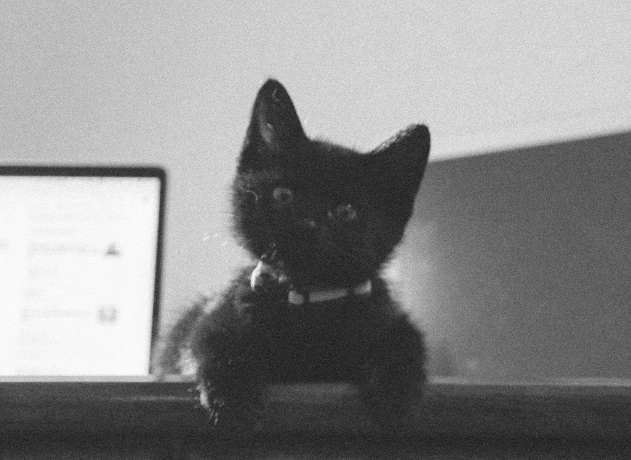 ミモザ | & Premium (アンド プレミアム)