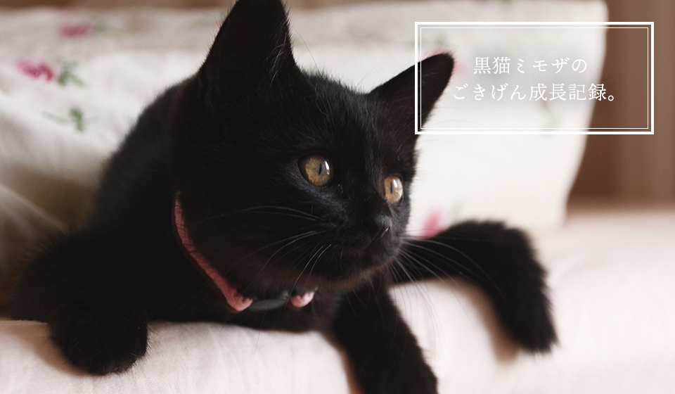 黒猫ミモザの ごきげん成長記録。