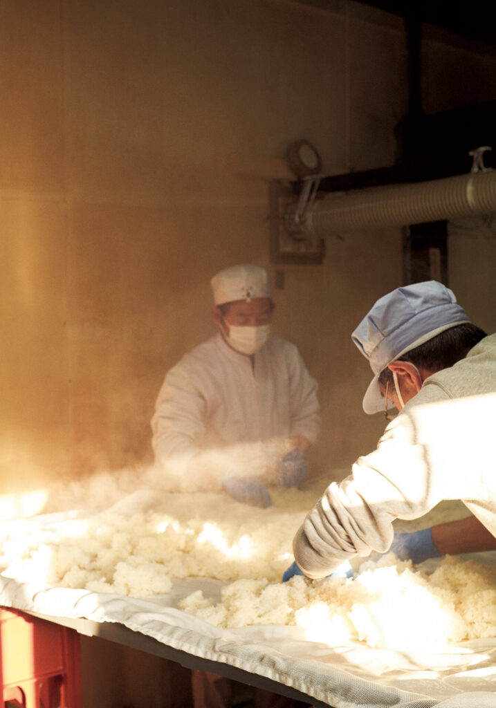 蒸米を自然の冷気にあて、手作業で適切な温度まで冷ます。