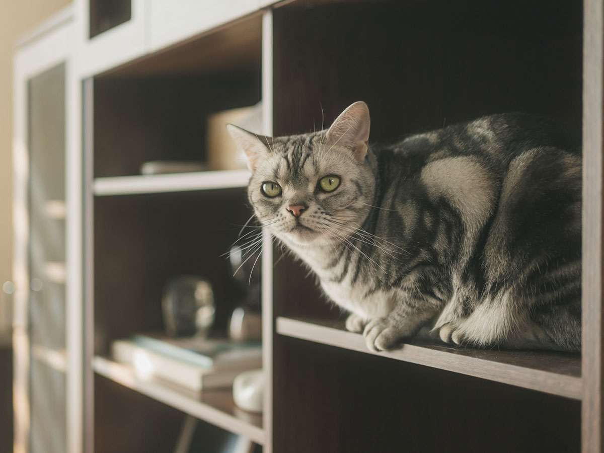 猫の虎様 リクエスト 2点 まとめ商品 0215-2.jpg