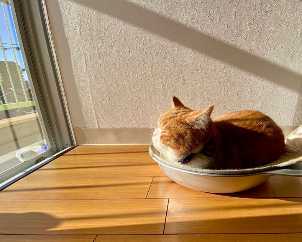 午後のぽかぽか陽気に誘われて、僕は猫鍋に入って日向ぼっこ中……。