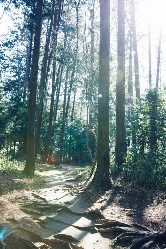 修学院駅が最寄りの『鷺森神社』の境内に残る森を歩く。