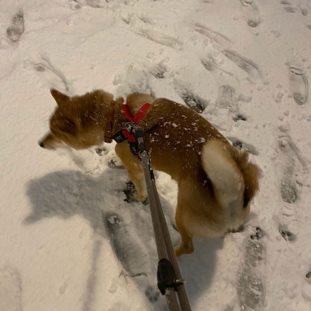 ハルくん、初めての雪。柴犬子犬ハルのワンダフルライフ