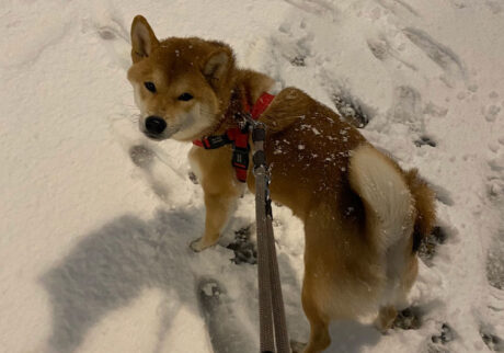 ハルくん、初めての雪。柴犬子犬ハルのワンダフルライフ