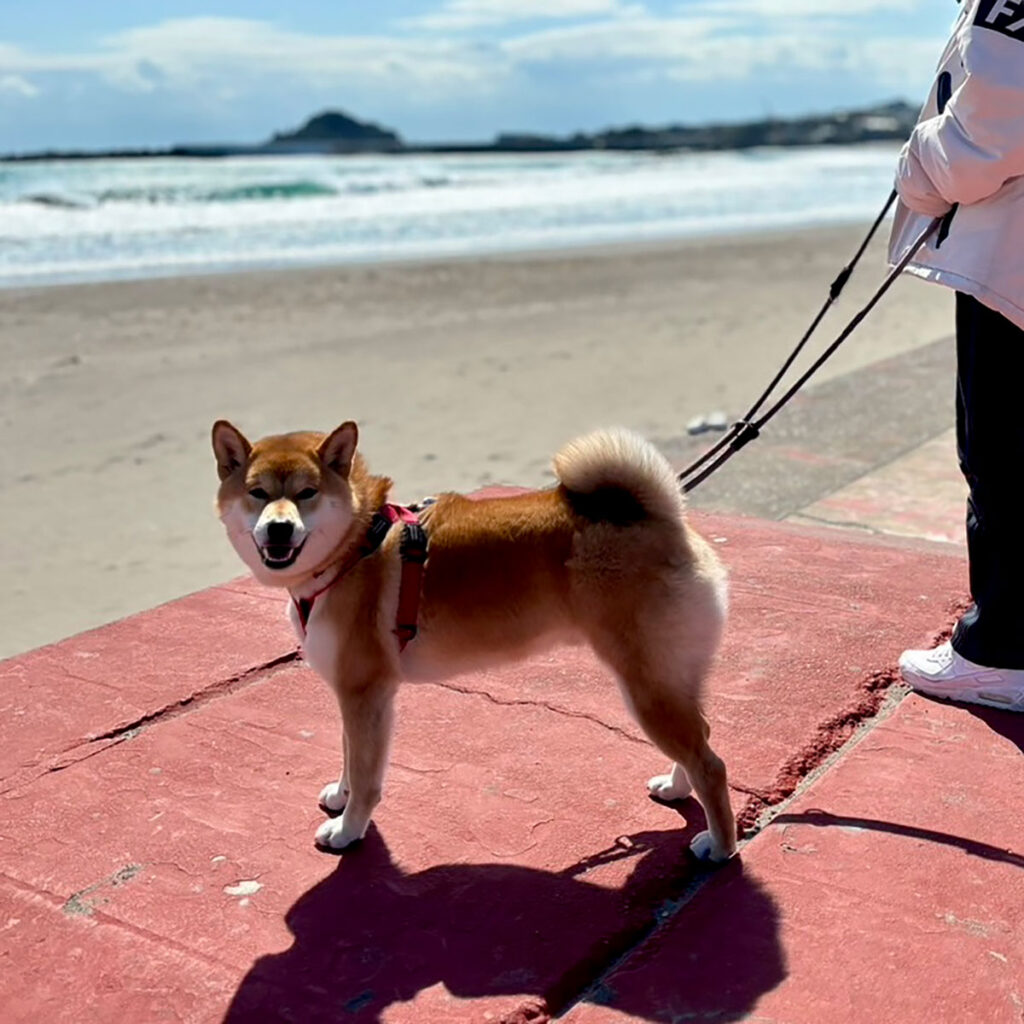 ハルくん、爆風の海散歩。 柴犬子犬ハルのワンダフルライフ