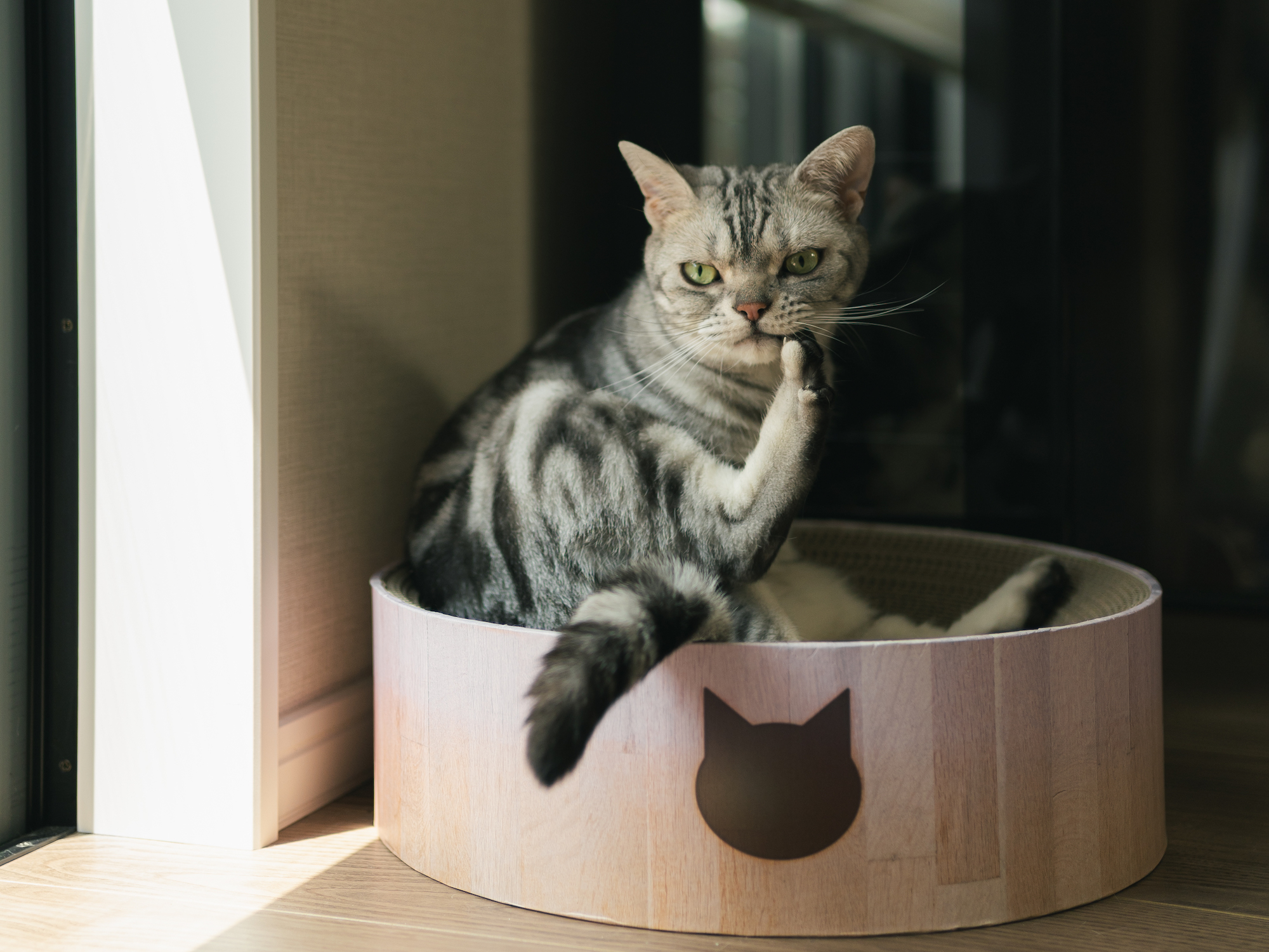 ☆猫柄・トラ柄・着物・レース・リボン・キーホルダー☆