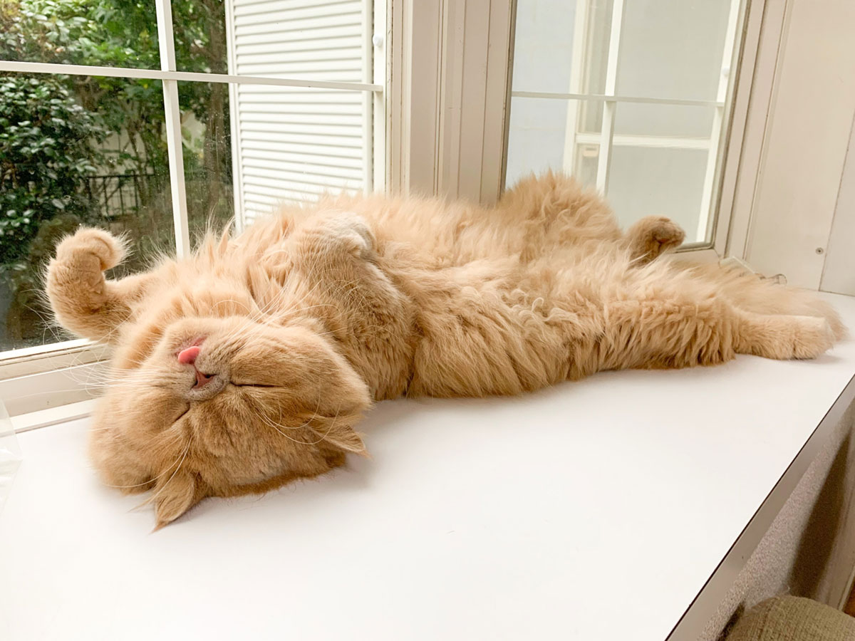 昼寝猫 (@tcv2catnap) / X