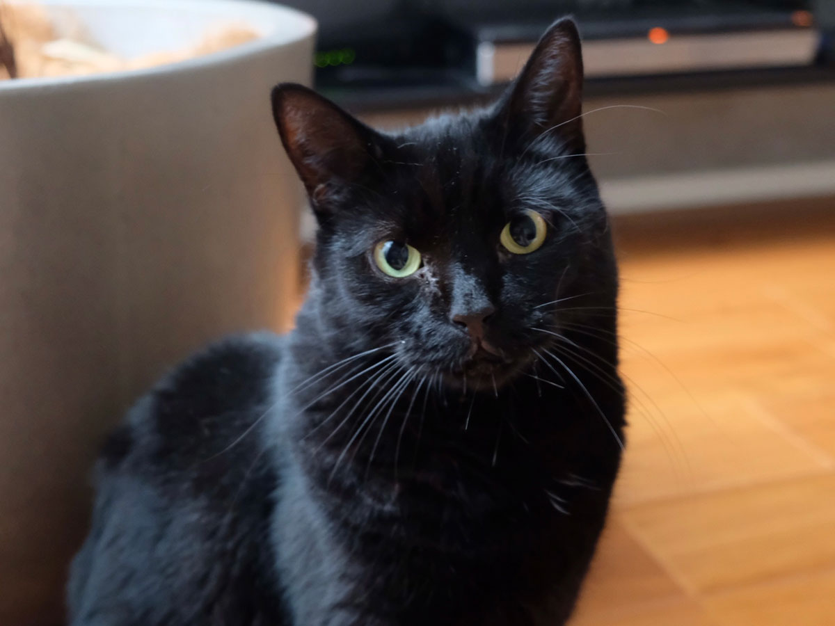 くろ　ねこ　 猫ポストカード 黒猫（中村玲子）｜HITOTOKI公式オンラインストア