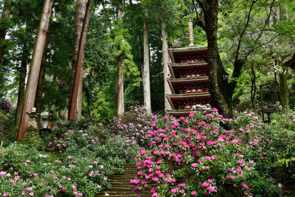 毎年4月中頃になると、石段の鎧坂から五重塔にかけて約3000株の石楠花 (しゃくなげ) が、その濃い紅色の花で境内を飾る。写真提供／室生寺