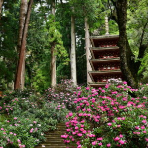毎年4月中頃になると、石段の鎧坂から五重塔にかけて約3000株の石楠花(しゃくなげ)が、その濃い紅色の花で境内を飾る。写真提供／室生寺