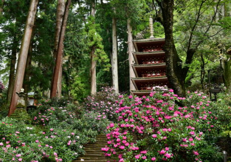毎年4月中頃になると、石段の鎧坂から五重塔にかけて約3000株の石楠花(しゃくなげ)が、その濃い紅色の花で境内を飾る。写真提供／室生寺