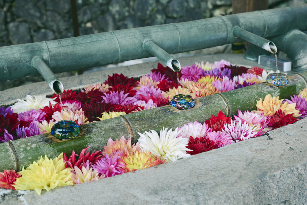 季節ごとに美しく飾られる手水舎や池。ゴールデンウィーク中は天竺牡丹 (ダリア) が満開に。