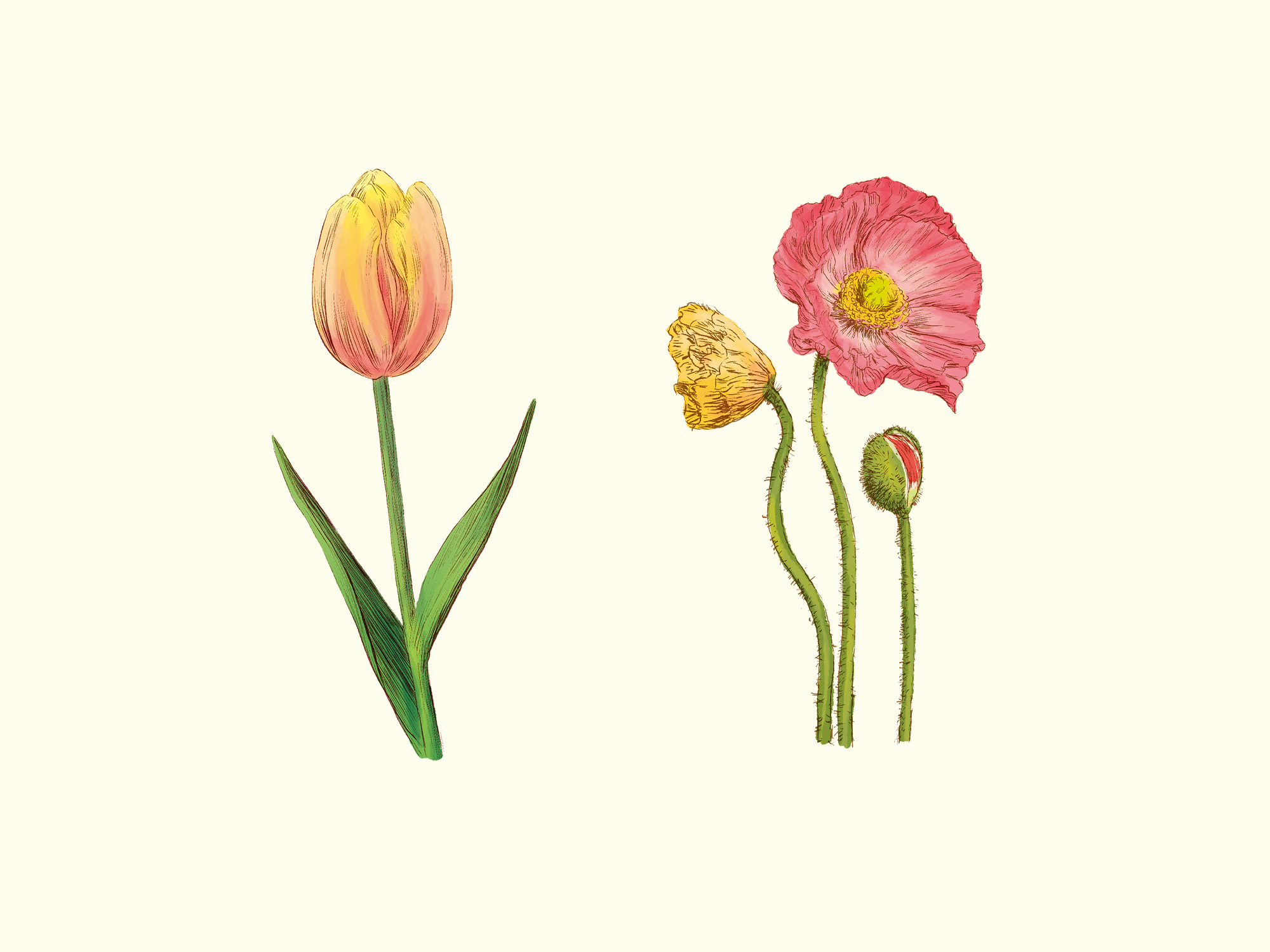 チューリップ、ポピー…。平井かずみさんが選ぶ、3月の贈り花。 | 季節