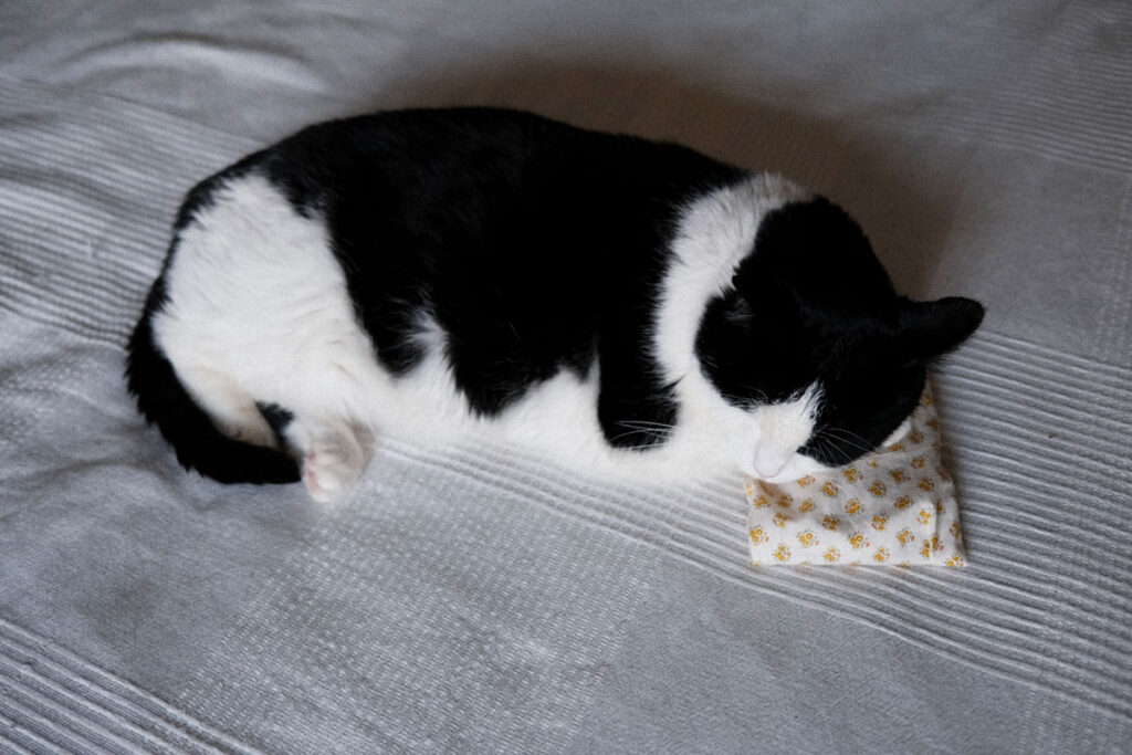 ところでこの枕、いいでしょ？ マミーのお友達が「玄米カイロ」っていうのを作ってくれたんだって。でも、サイズ的にあたちの枕にぴったりだから使わせてもらってるってわけ。