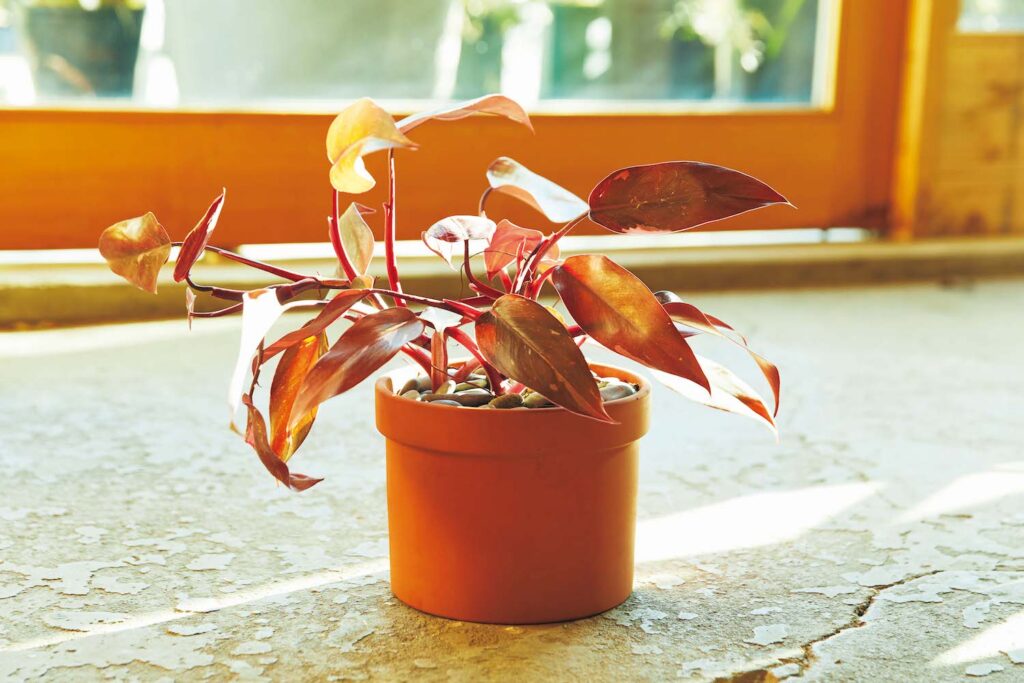 フィロデンドロン・ピンクプリンセス 緑とピンクが混ざった葉は茶褐色のように見え、テラコッタの色にぴったり。やや暴れがちな樹形も、安定感あるシリンダー型の鉢に植え込めばきれいにまとまる。