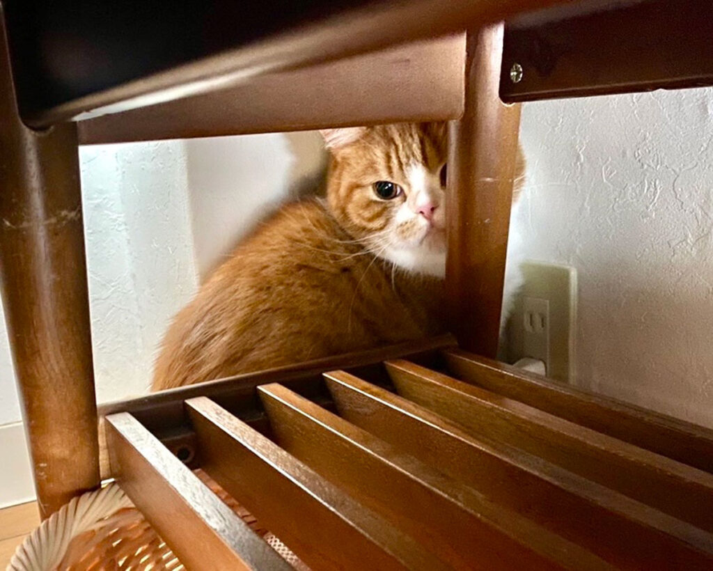 僕、怖くて、ベッド下の隅っこに隠れてるよ。