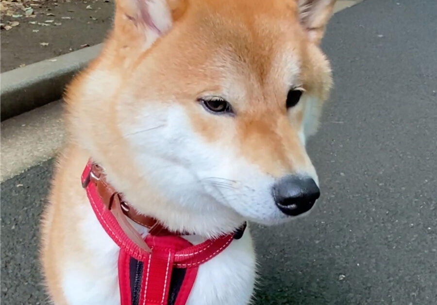 ハル – 柴犬 | & Premium (アンド プレミアム)