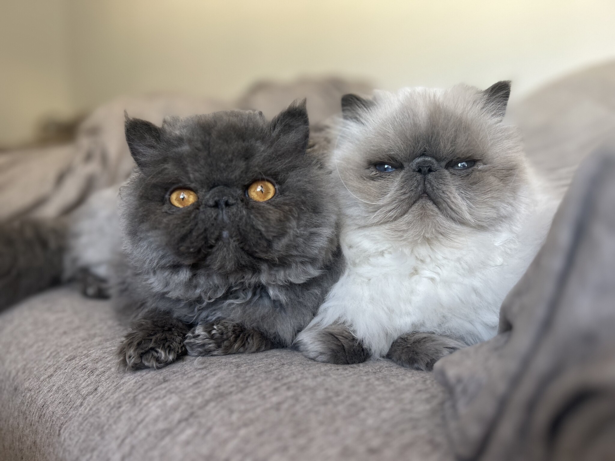ねことこねこ、ふかふか通信。 | & Premium (アンド プレミアム)