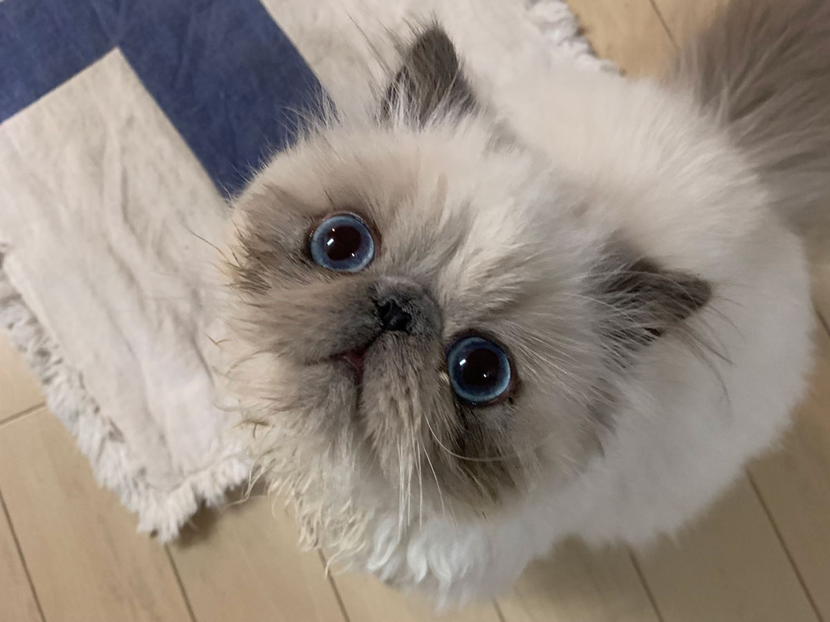 ティファニー ペットボウル フードボウル キャット 猫 油っこく ボウル 