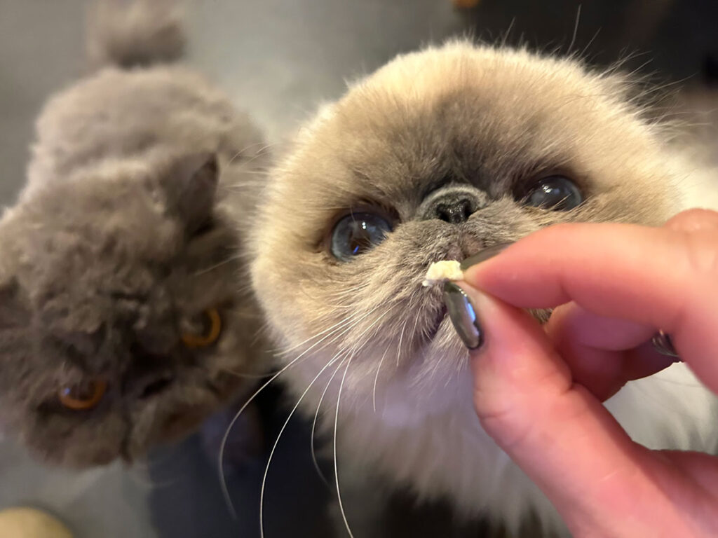 ねこ（右）「おやつには目がないよ！ “ねんこうじょれつ”っておかーさんがいってた」こねこ（左）「相手がおにいでも、これだけはゆずれないぞ！」