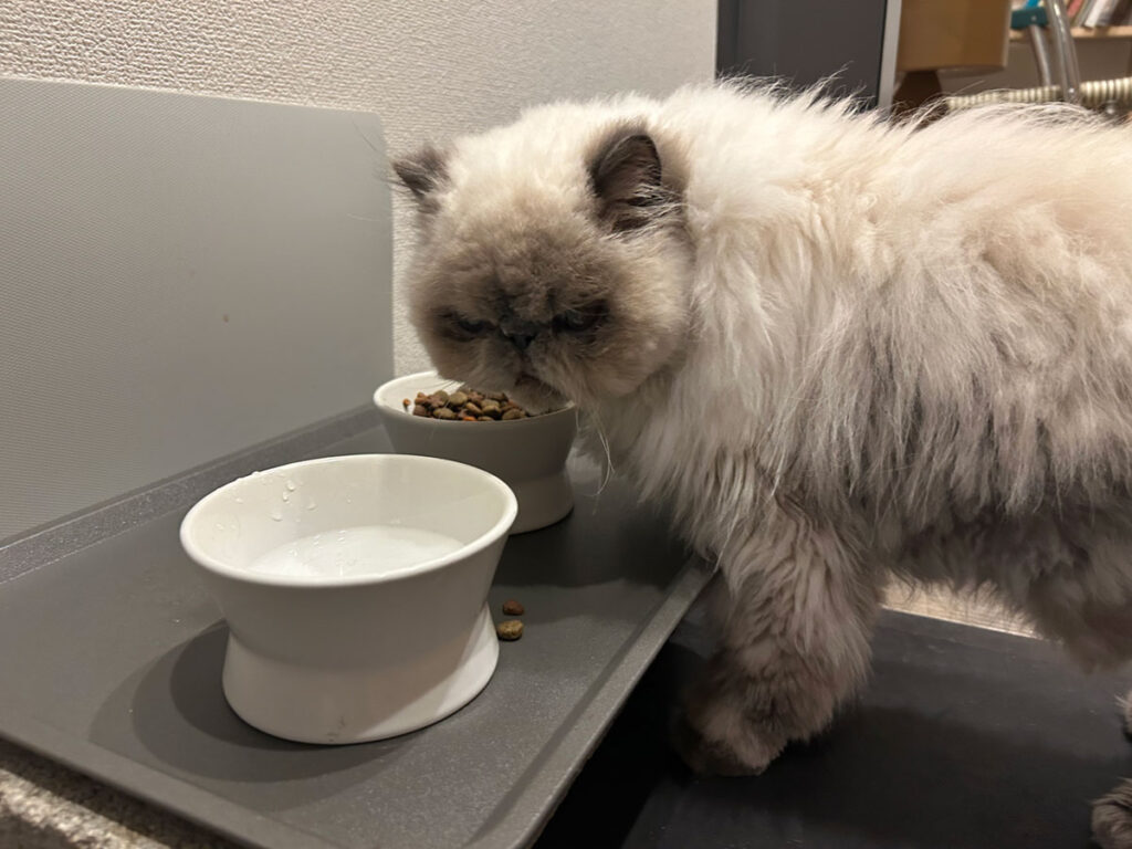 ねこ「こねちゃんが目を逸らしているうちに食べちゃおう！ おかーさんに、 “悪い顔選手権に出られそうな顔”っていわれたよ」